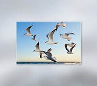 Canvas Roll (Canvas)